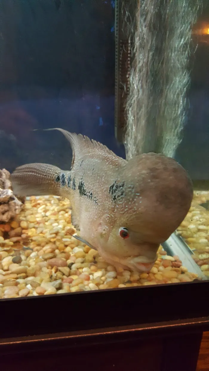 Kama Sushi 5