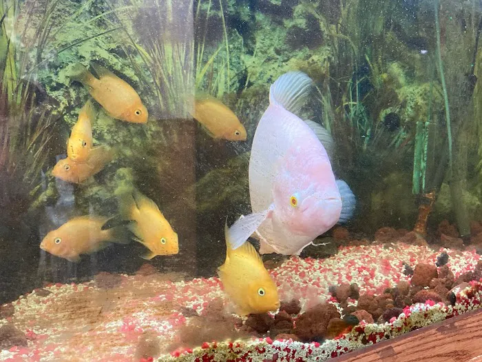 China Buffet 4