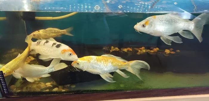 Hunan Larchmont 2