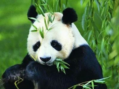Panda Garden 0