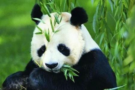 Panda Garden