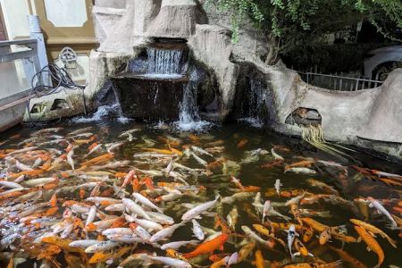 China Bear Buffet Restaurant