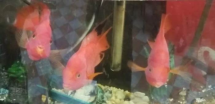 New Hing Fat 1