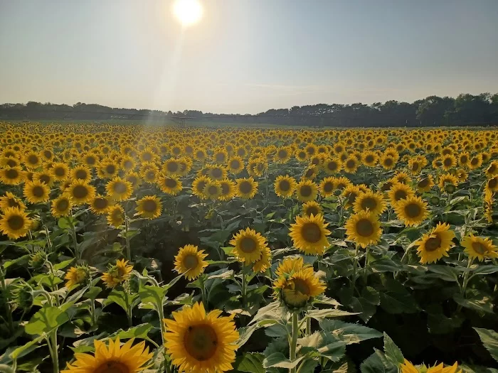 Sun Flower 6