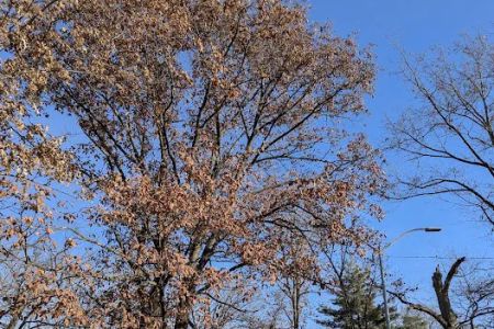 East Wind