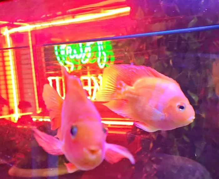 Fai's Chinese Restaurant 6