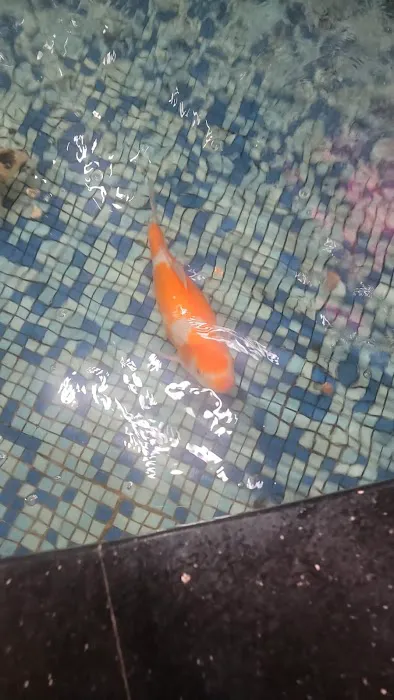 Las Vegas Seafood Buffet 9