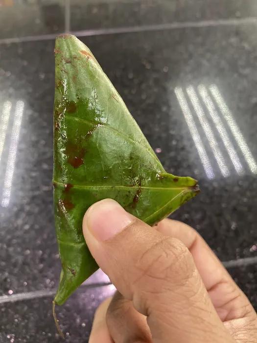 Chatt 'N Paan 6