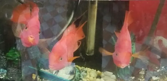 New Hing Fat 1