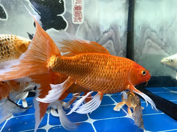 China Star 2