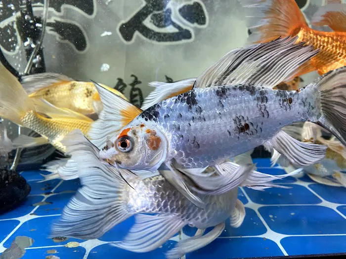 China Star 3