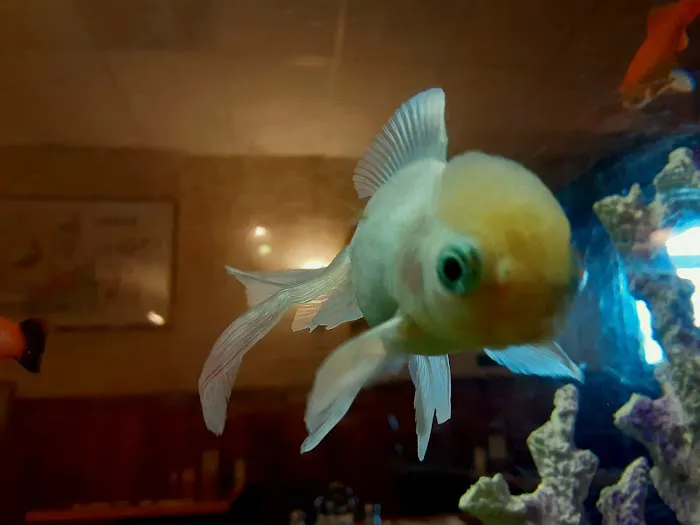 Golden Palace Restaurant 8
