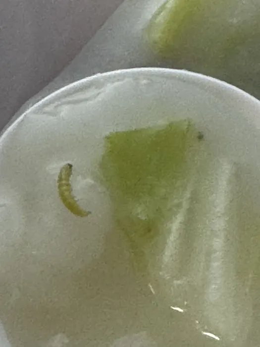 Huayijia 1