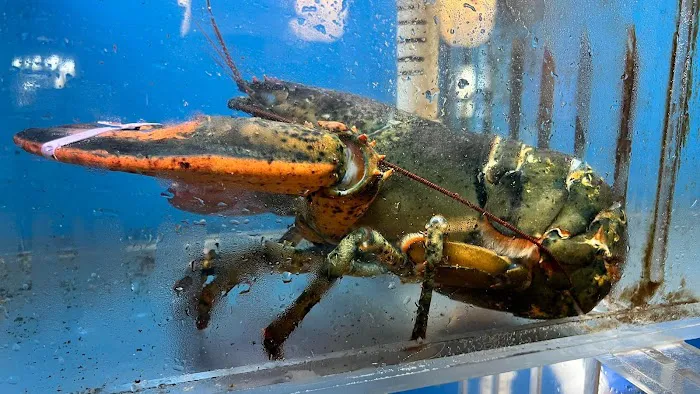Chili crab 7