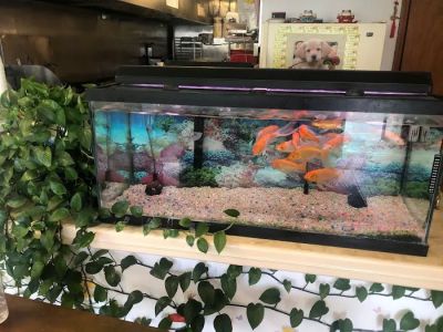 Sheng Garden Chinese Restaurant 0