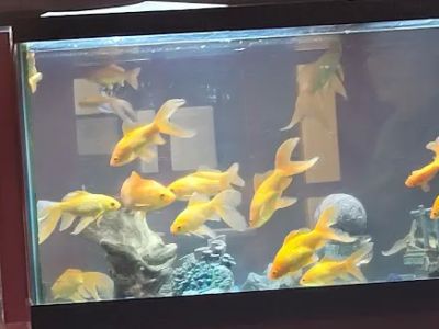 Golden Dragon Restaurant 0