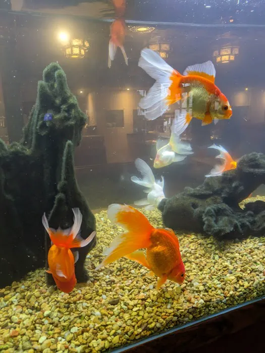 Golden Dragon Inc 13