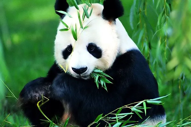 Panda Chinese Restaurant 10