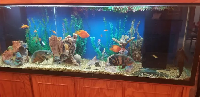 Grand Buffet 2