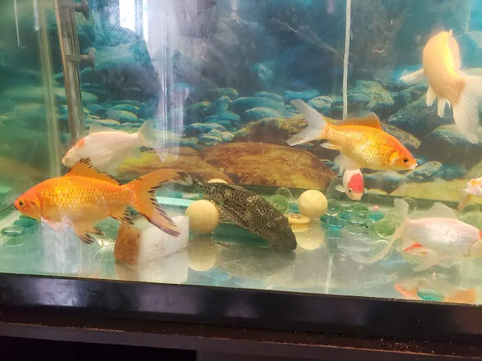 Peking China Buffet 5