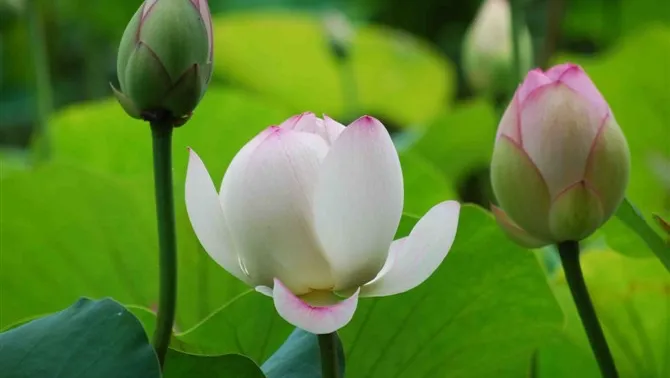 Lotus Garden(荷苑) 4