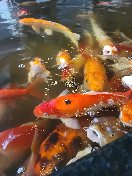 China Buffet 1