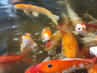 China Buffet 0