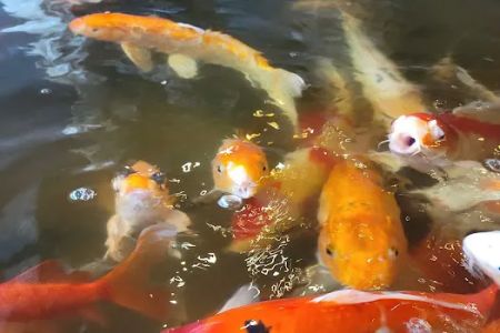 China Buffet
