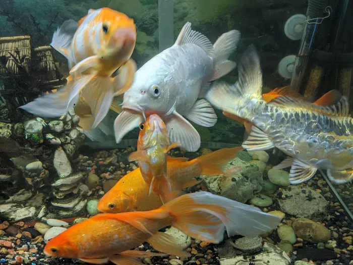 New China Super Buffet 9