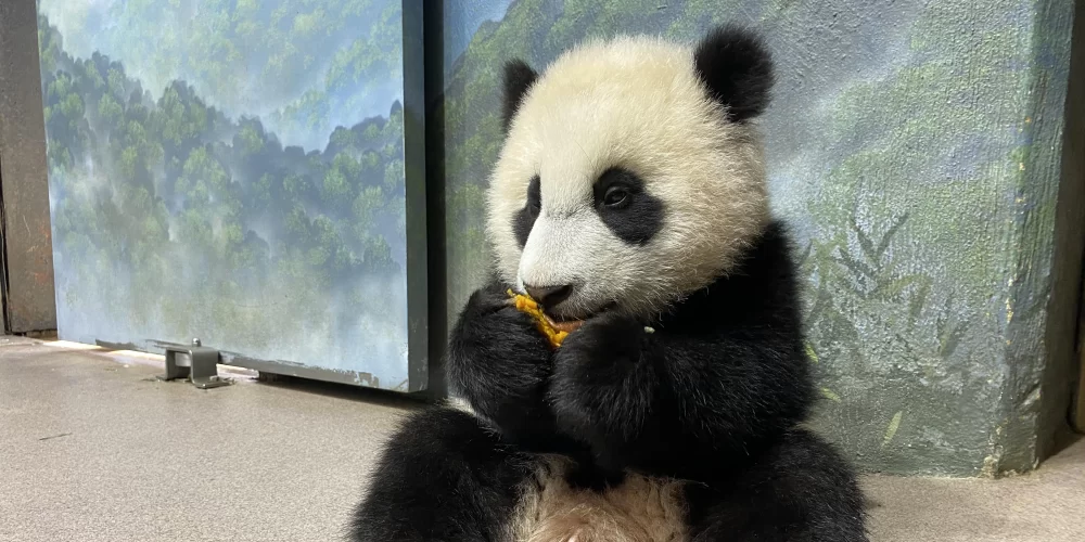 When Does Panda Close? Store Hours, Tips, and Real Stories