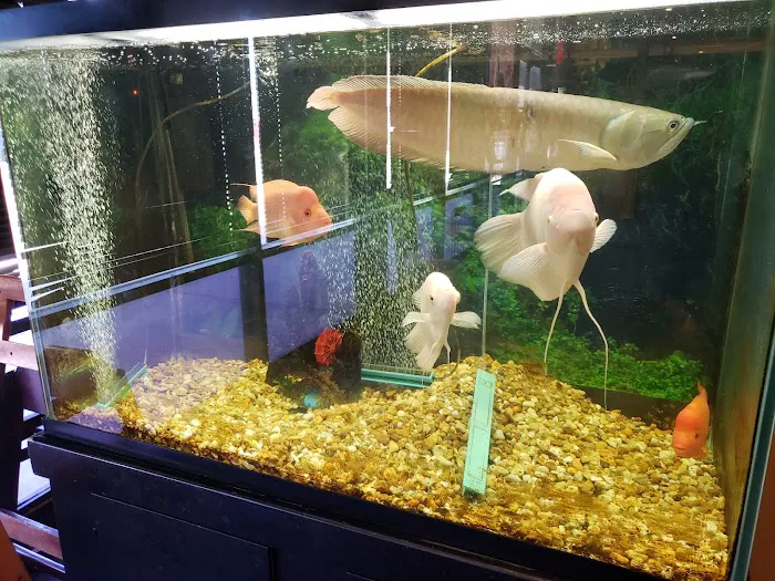 China Buffet 8