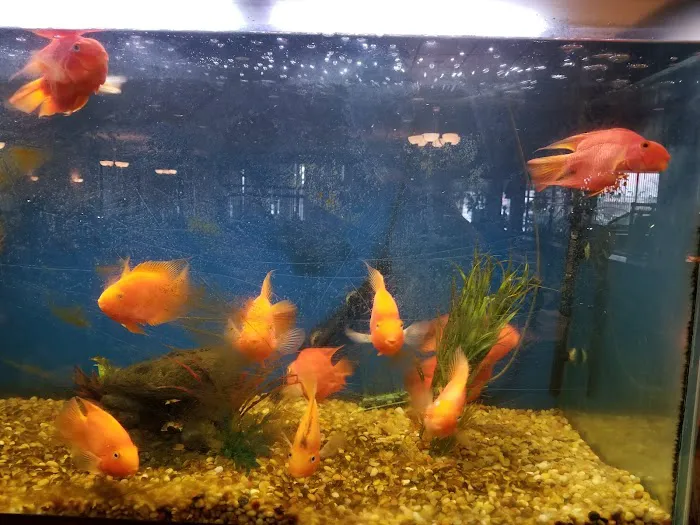 Peking Garden Chinese Buffet 9