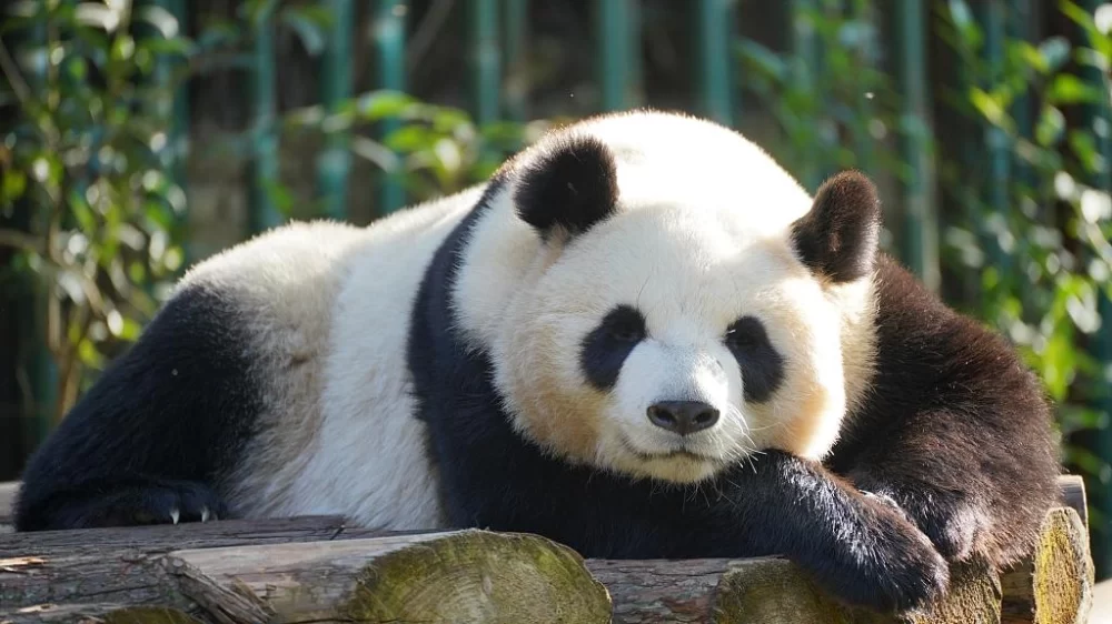 How Much Is a Panda? Understanding the Cost and Value of One of China's National Treasures
