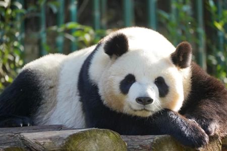 How Much Is a Panda? Understanding the Cost and Value of One of China's National Treasures