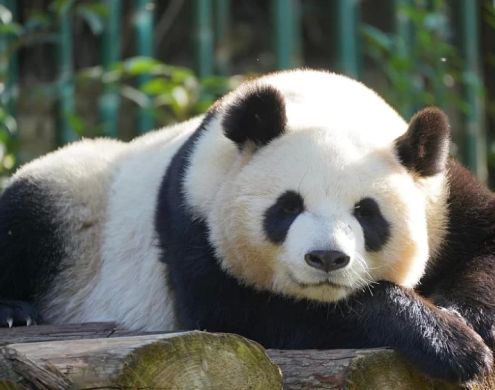 How Much Is a Panda? Understanding the Cost and Value of One of China's National Treasures