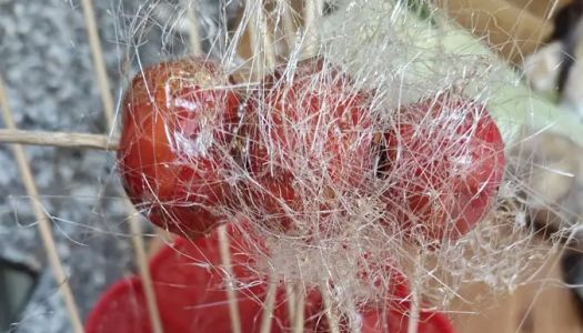 Brushed & drawn sugar gourd