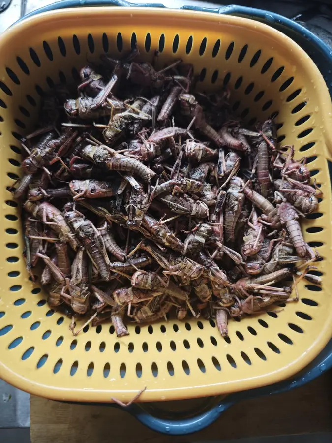 Salt and pepper grasshoppers step 0