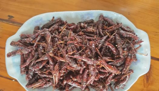 Salt and pepper grasshoppers