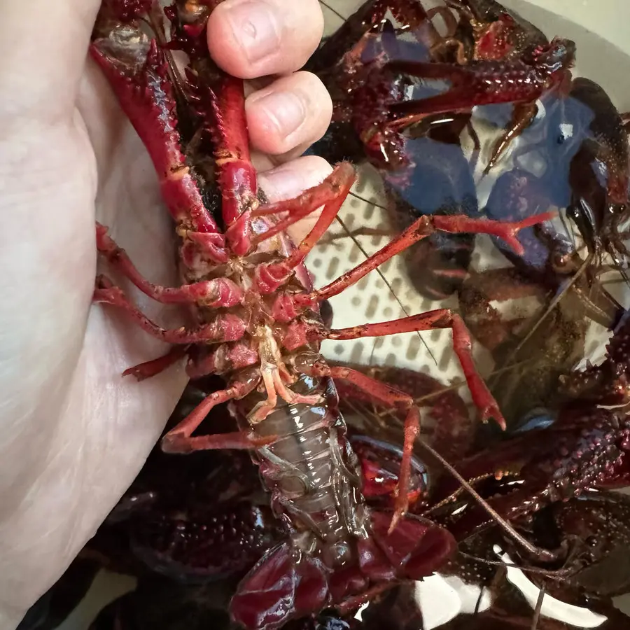 Steamed crayfish  step 0