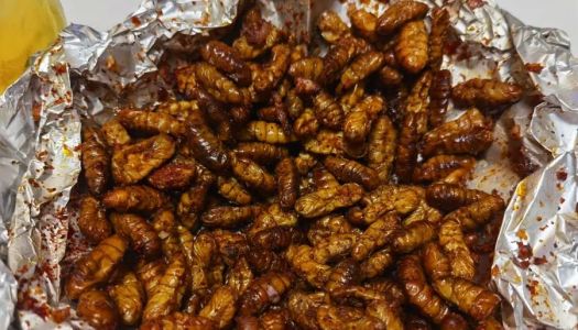 Soul Supper/Appetizer: Air Fryer Cicada Pupa