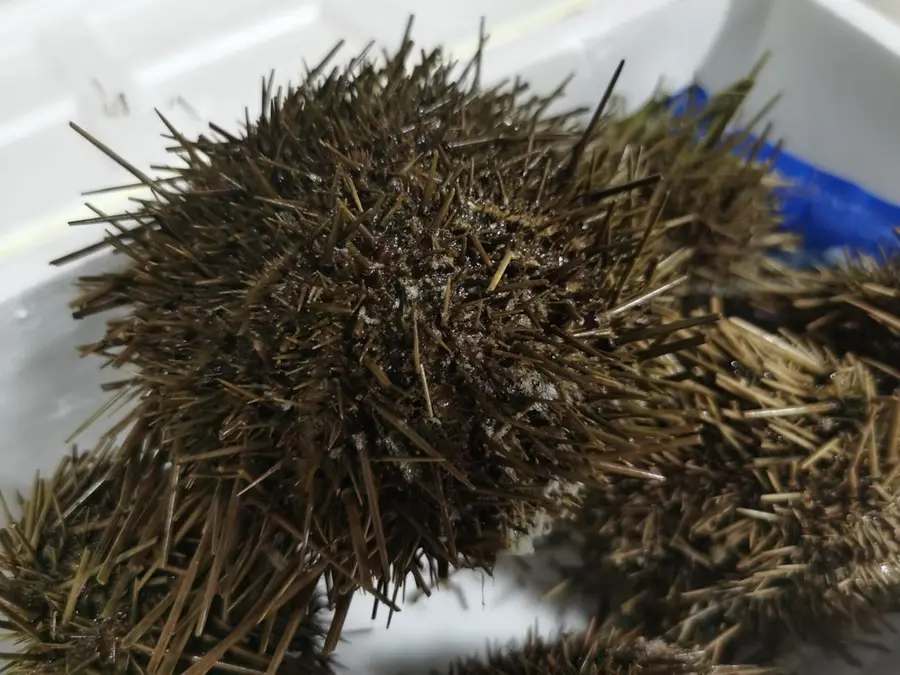 Steamed eggs  with sea urchin step 0