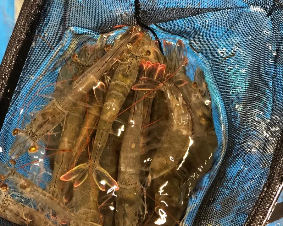 Small fresh Thai sweet and spicy prawns step 0