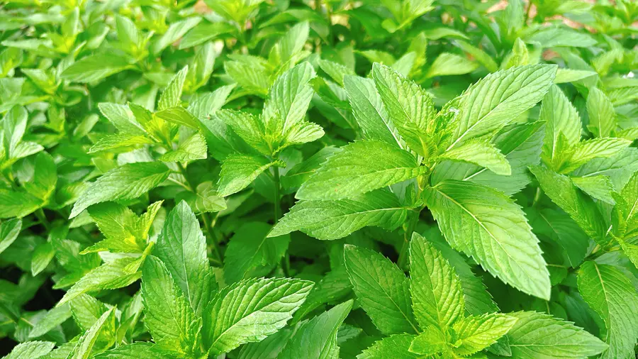 Sticky rice with minced mint step 0